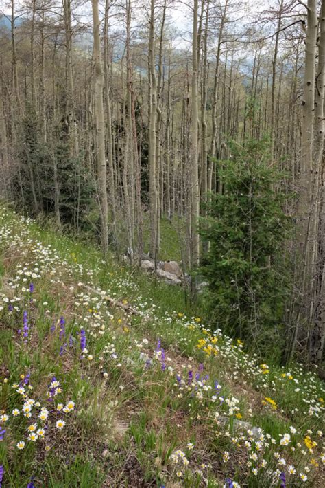 Mountain Wildflowers Photography By Cybershutterbug