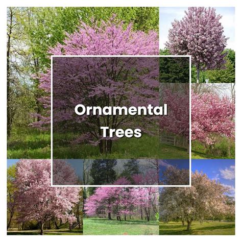 How To Grow Ornamental Trees Plant Care And Tips Norwichgardener