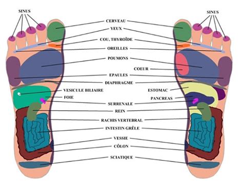 La réflexologie plantaire c est quoi