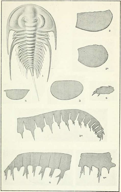 8,453 Paleontology, Fossils Images: PICRYL - Public Domain Media Search Engine Public Domain Search