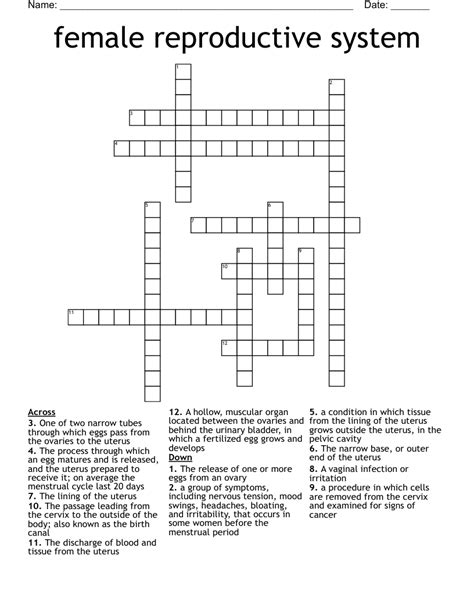 Female Reproductive System Crossword Wordmint