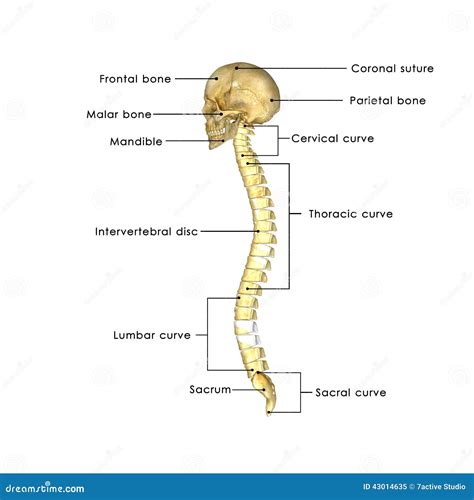 Crânio medula espinal ilustração stock Ilustração de humano 43014635