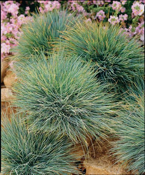 Festuca Glauca Elijah S Blue Emerisa Gardens