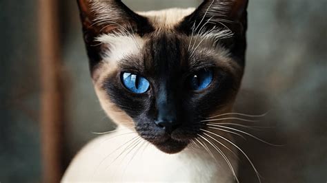 Siamese Cat Meaning Spiritual In Various Cultures