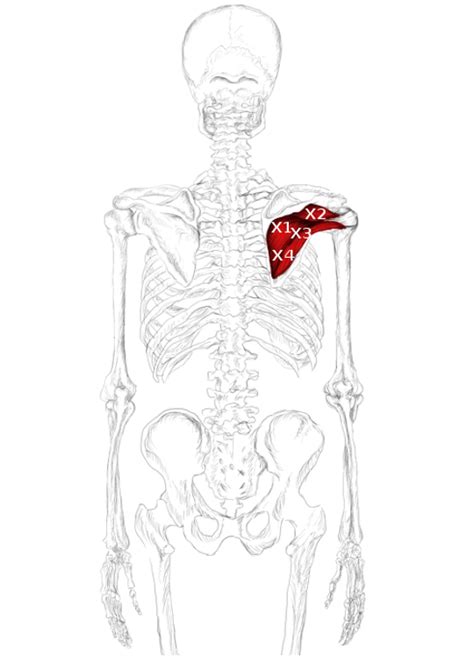 Infraspinatus Muscle Pain And Trigger Points