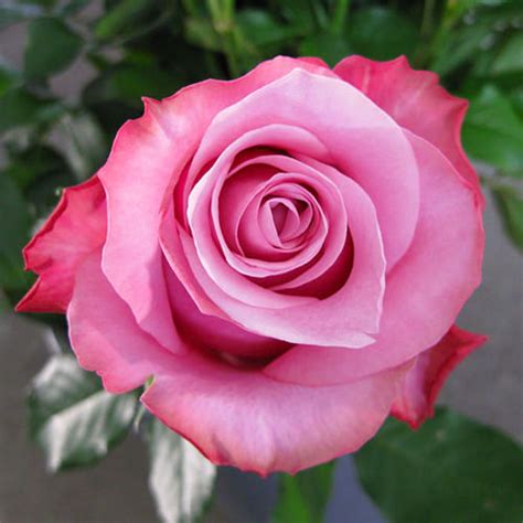 Роза Deep Water купить в Киеве, Украине недорого | Florium.ua