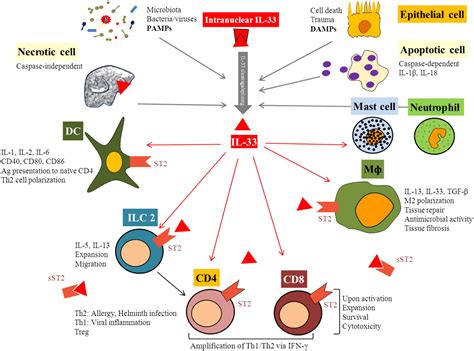 The Dynamic Role Of The IL 33 ST2 Axis In Chronic Viral Infections