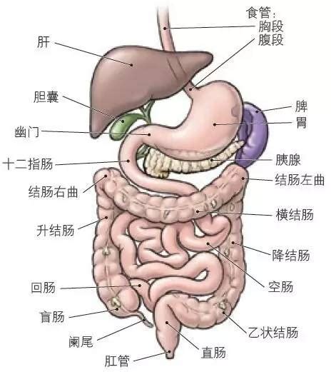 手把手教你学习腹部解剖（四）