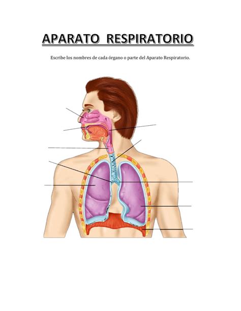 Actualizar 58 Aparato Respiratorio Para Dibujar Facil última Vn