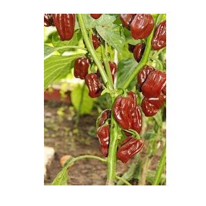 How to grow & use Habanero pepper - The Chef's Gardener