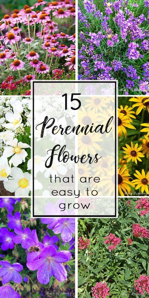 15 Perennial Flowers That Are Easy To Grow Stacy Risenmay Easy