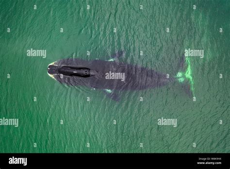 Bowhead Whale Hi Res Stock Photography And Images Alamy