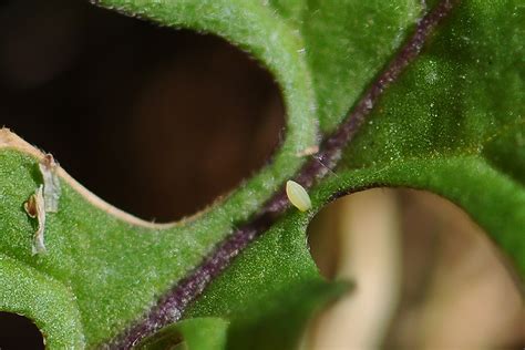 Pieris Rapae Lille K Lsommerfugl Danske Svampe