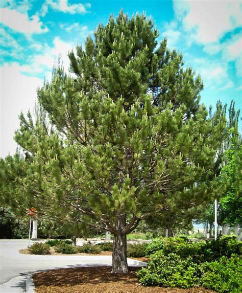 Austria National Tree The Beauty And Significance Of Austrian Pine