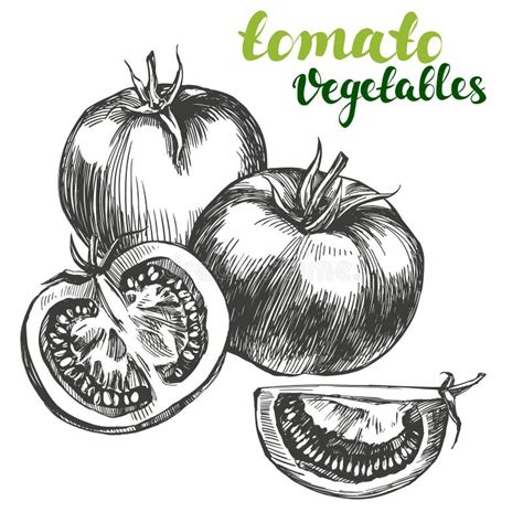 Tomato Vegetable Set Hand Drawn Vector Illustration Realistic Sketch