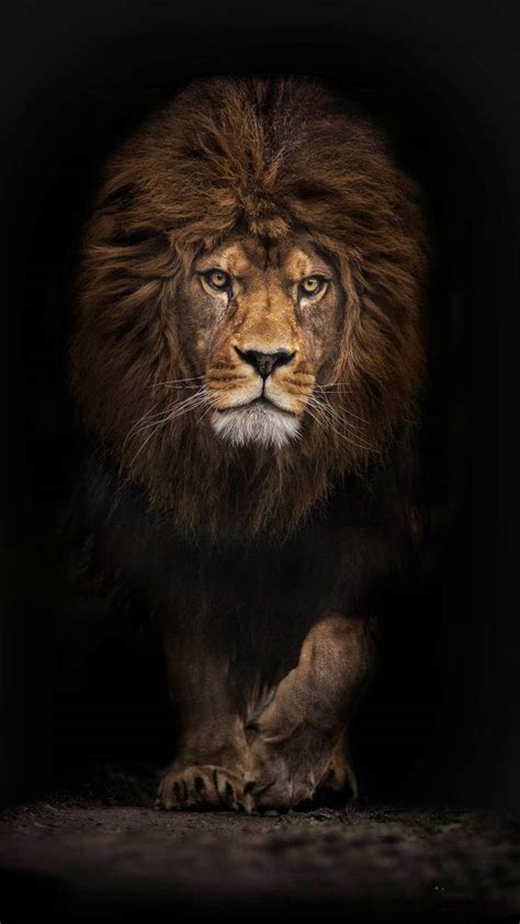 Fierce Lion Wallpapers Top Free Fierce Lion Backgrounds Wallpaperaccess