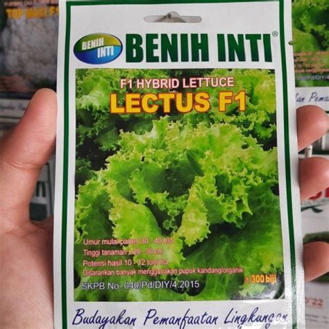 Benih Selada Hijau Lectus F Sidajaya Group