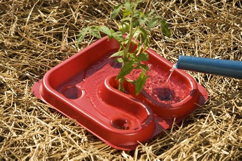 Tomato Automators 4 Ways To Protect Your Tomato Plants Growing