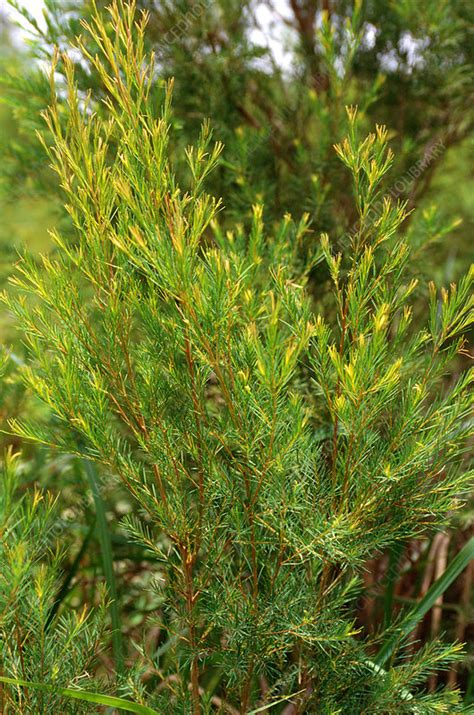 Tea Tree Stock Image C0128549 Science Photo Library