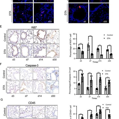 Sox Expressing Cells Are Essential For The Regeneration Of The Lung