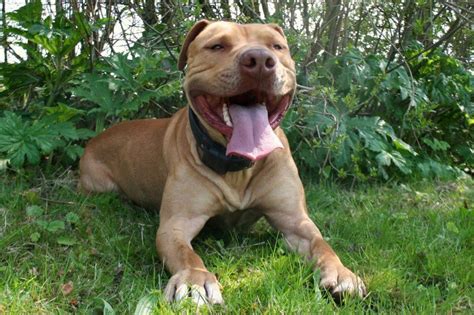 Pin Von Penny Raio Auf Pit Bull Love