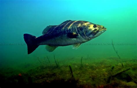 🔥 [50 ] Largemouth Bass Wallpapers For Desktop Wallpapersafari