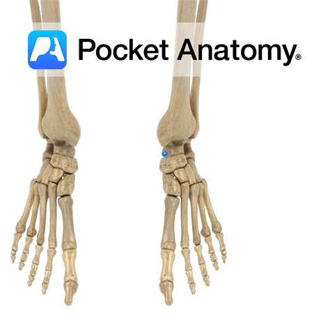 Navicular - Pocket Anatomy