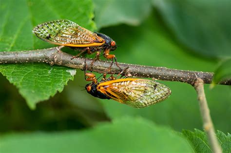 Cicada map 2024: Where to find Brood XIX, Brood XIII in your state