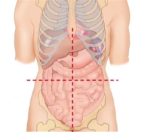 Abdominal Physical Examination Flashcards Quizlet