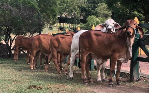 Contexto Ganadero Noticias Principales Sobre Ganadería Y Agricultura En Colombia