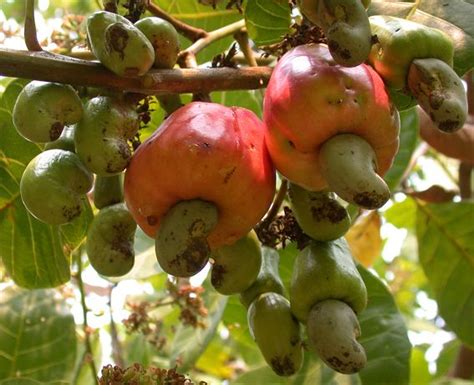 Cashew Apples Called Kasoy In The Philippines Garden Fruit Trees