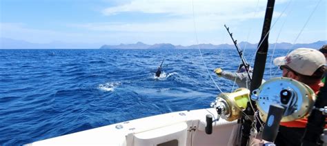 Why You Should Book A Deep Sea Fishing Trip Wave Dancer Charters