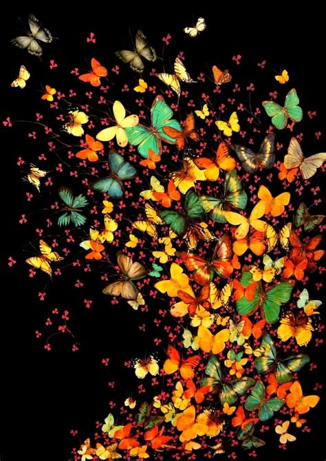 Lily Greenwood Signed Giclée Print Butterflies On Black A2