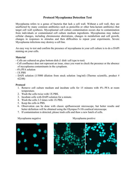 Protocol Mycoplasma Detection Test