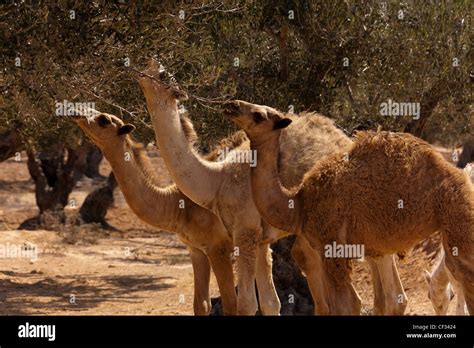 Camel Eating Stock Photos & Camel Eating Stock Images - Alamy