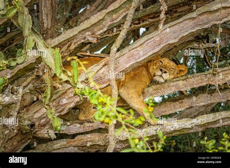 Tree Climbing Lion In Ishasha Queen Elizabeth National Park Uganda