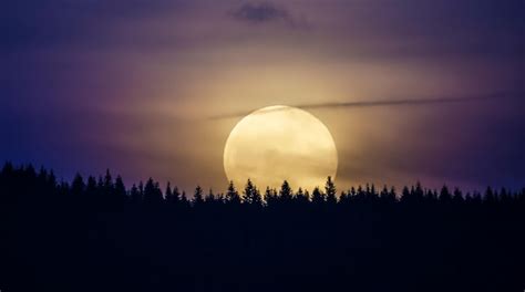 Premium Photo | A full moon rises over a forest with trees in the ...