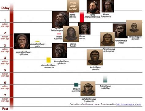 Human Evolutionary Timeline