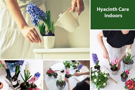 How To Take Care Of Hyacinth Indoors - EmbraceGardening