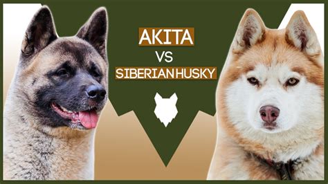 Akita Vs Siberian Husky Youtube