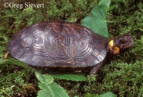 Bog Turtle State Of Tennessee Wildlife Resources Agency