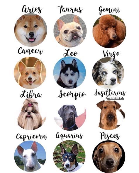 What Animal Are You Based On Your Zodiac Sign