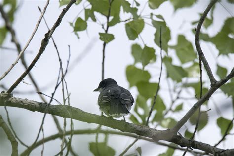 Free Images Nature Branch Flower Wildlife Green Beak Fauna