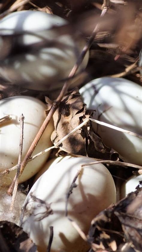 Manfaat Telur Bebek Untuk Ibu Hamil Membantu Perkembangan Otak Janin