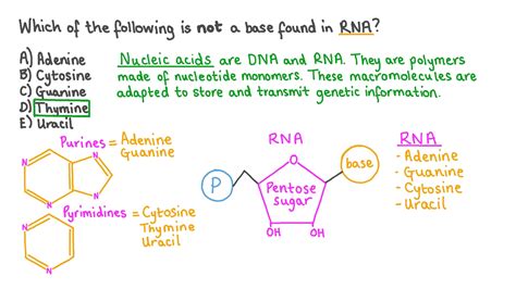 Nucleotide Bases Uracil