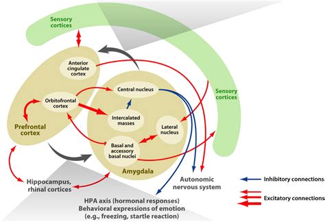 Diagram Brain Diagram Amygdala Mydiagramonline