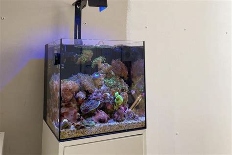 Setting Up A Saltwater Aquarium 2024 Guide