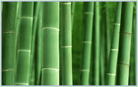 Green Bamboo Wallpapers Top Free Green Bamboo Backgrounds Wallpaperaccess