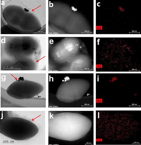 Hrtem Haadf And Element Mapping Images Of Silver Distribution On