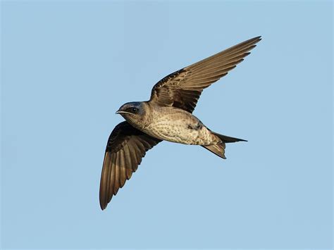 Purple Martin Migration: A Complete Guide | Birdfact